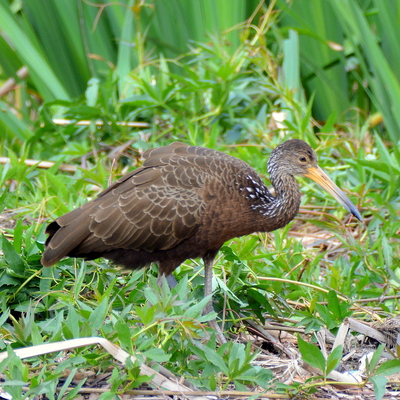 Limpkin (2)